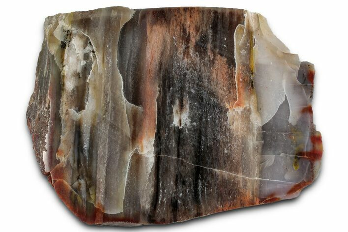Polished Petrified Wood (Araucarioxylon) - Arizona #352615